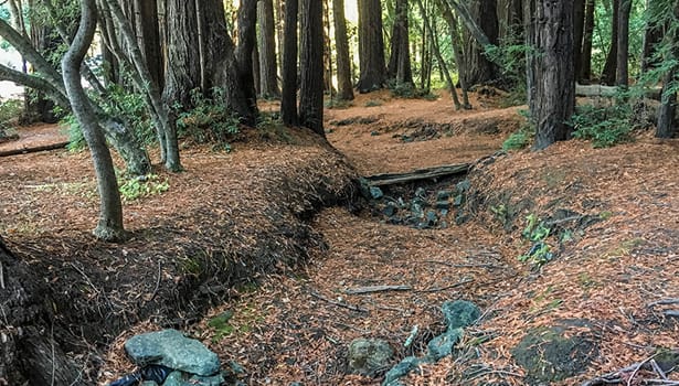 Leaf-littered trail