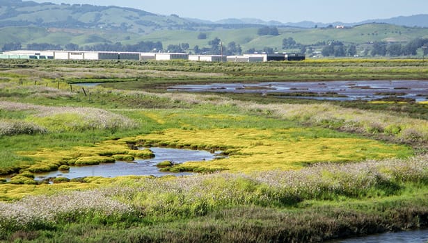 Spring flowers in the marsh