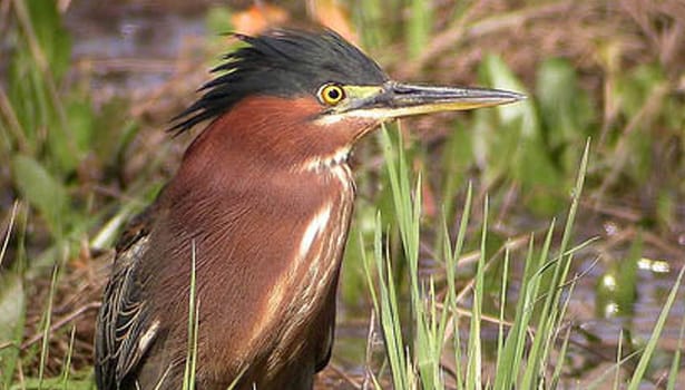 Shorebird in Bahia