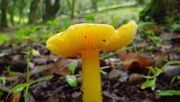 Golden mushroom