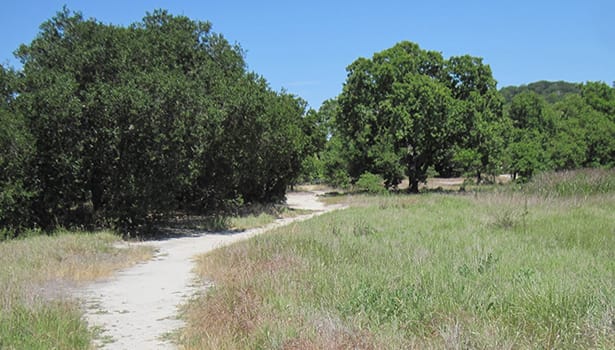 Trail to the grove of trees