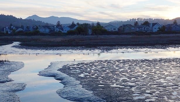 Marsh in the evening light