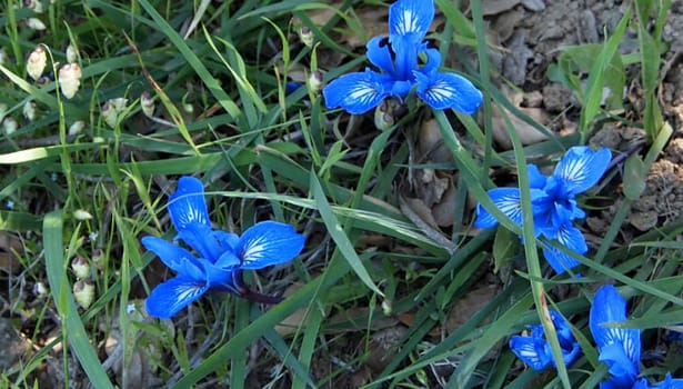 Blue wildflowers