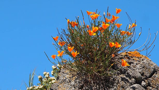 Orange poppies against blue sky