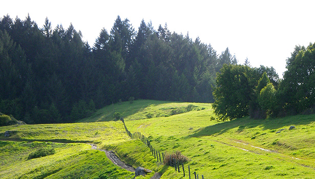 Porcupine Trail with green winter grass