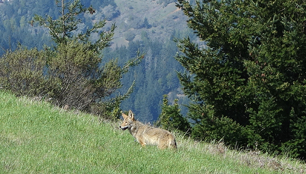 Coyote on Porcupine Trail in White Hill Preserve