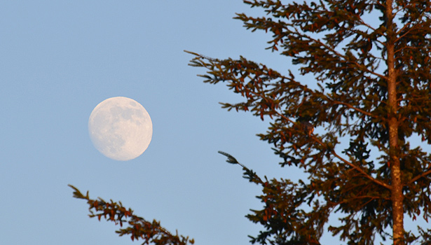 Full moon through evergreen branches