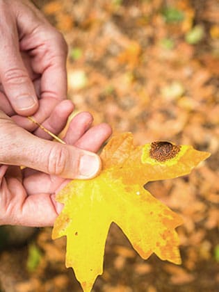 Close-up of hand holding oak leaf