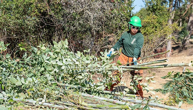 Worker in hardhat harvesting eucalyptus at Terra Linda Preserve