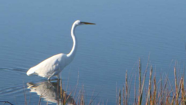 White crane wading in the marsh
