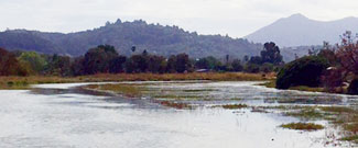 McInnis Marsh