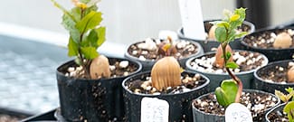 Close-up of seedlings growing at the nursery