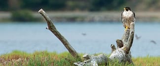 Shorebird looking out at the lagoon