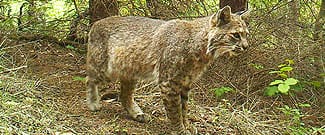 Bobcat on trail