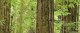 Redwood forest