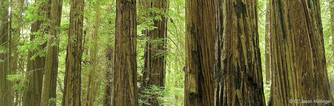 Redwood Forest