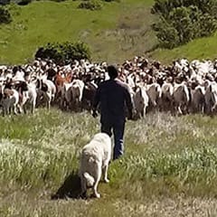 Sheep herder with grazing animals and herd dog