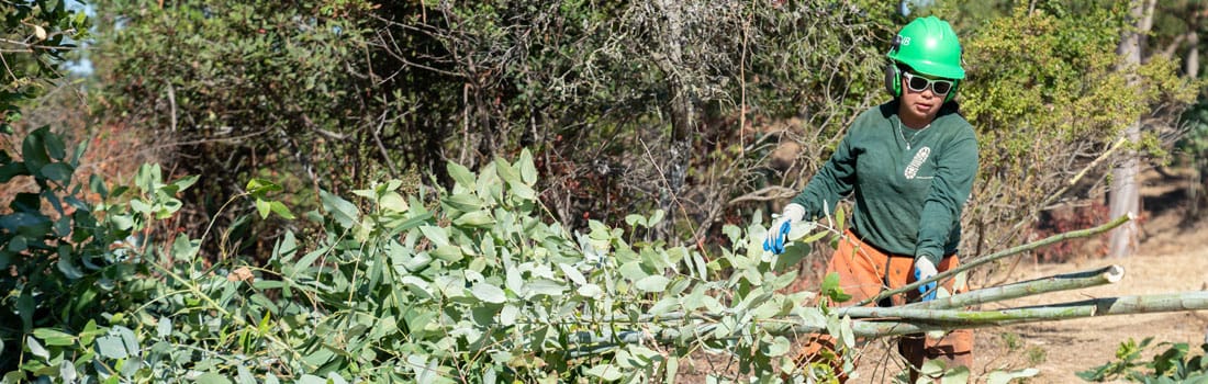 Woman in hard hat removing eucalyptus branches in Terra Linda