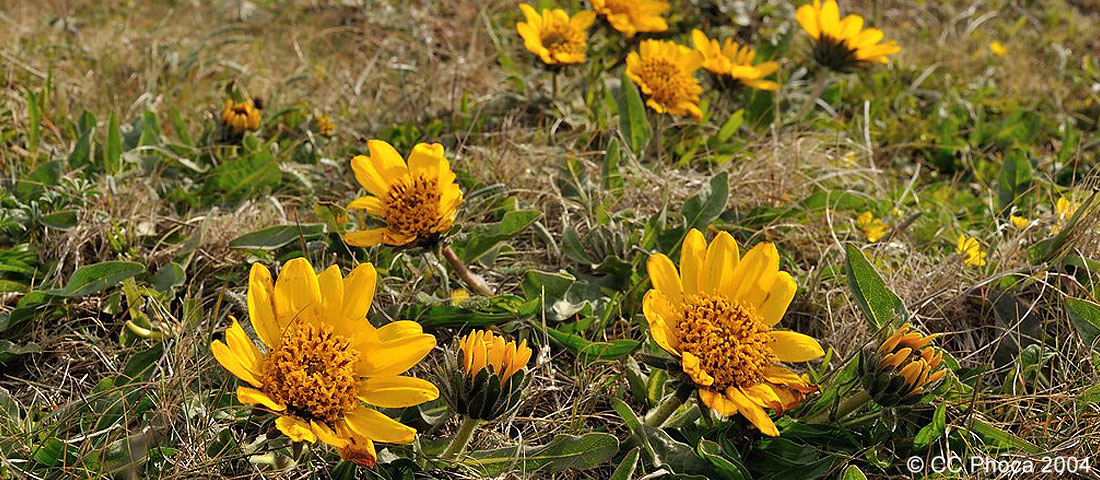 Mule's Ears Wildflowers