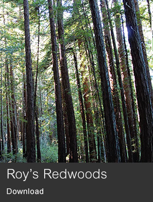 Download Roy's Redwoods background image
